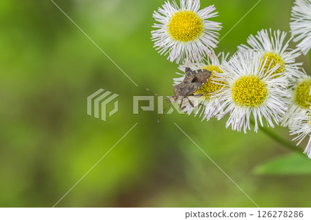 Hojoki bug 126278286