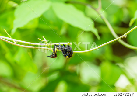 Caterpillar (Akebia konoha) hanging from grass Caterpillar (Akebia konoha) hanging from grass 126278287