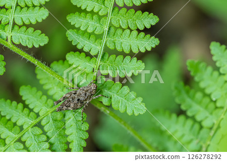 Hararahishibata 126278292