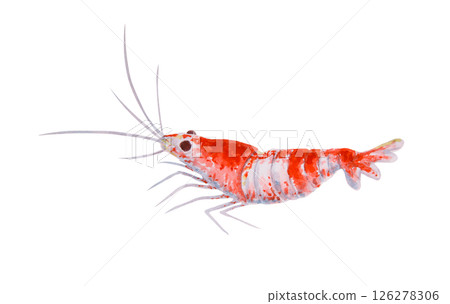 Red and white striped shrimp. Watercolor marine illustration of a crustacean similar to Crystal Red Shrimp or Cleaner Shrimp. Great for ocean travel, diving, aquariums, seafood and reef designs. Red and white striped shrimp. Watercolor marine illustration of a crustacean similar to Crystal Red Shrimp or Cleaner Shrimp. Great for ocean travel, diving, aquariums, seafood and reef designs. 126278306