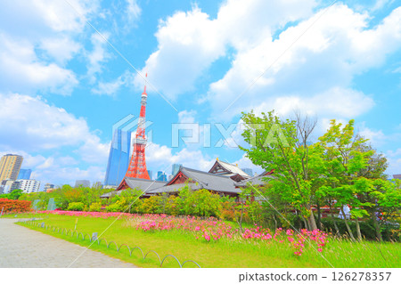 Tokyo Tower and flower beds in Minato Ward, Tokyo 126278357