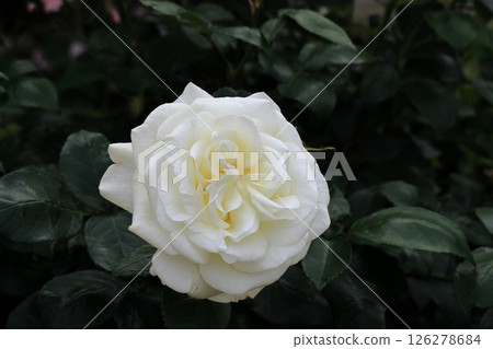 Beautifully blooming white roses Beautifully blooming white roses 126278684