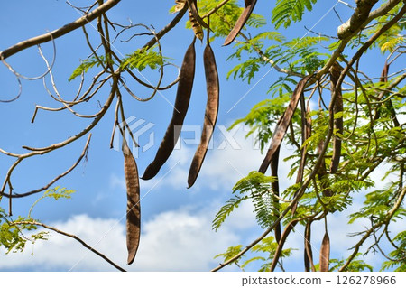 Sunny weather in Urizu and brown pods of Royal Poinciana Sunny weather in Urizu and brown pods of Royal Poinciana 126278966