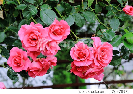 Pink climbing rose in full bloom 126278973