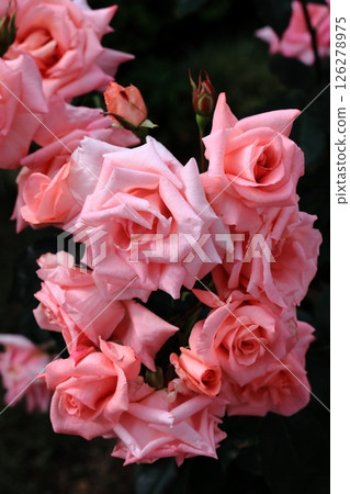 Blooming pink roses 126278975