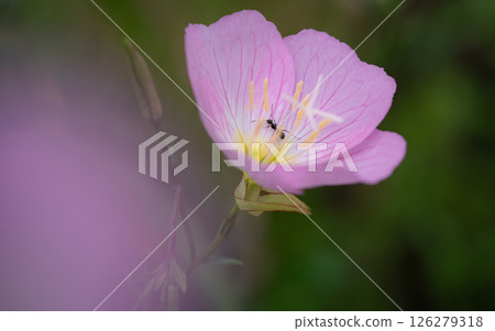 May flower: Yugesho May flower: Yugesho 126279318