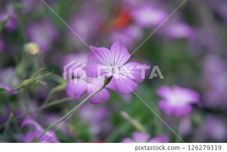 五月花:山茱萸 五月花:山茱萸 126279319