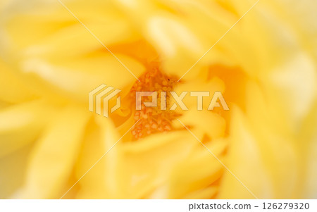 May Flower: Rose Petals 126279320