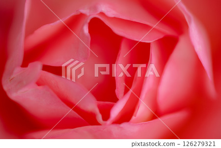 May Flower: Rose Petals May Flower: Rose Petals 126279321