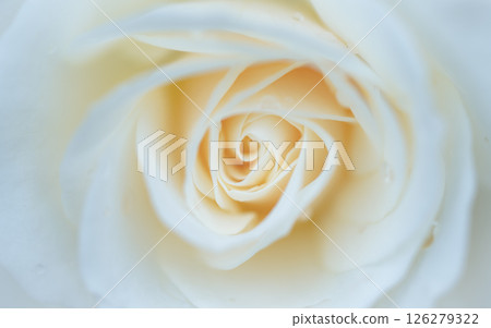 May Flower: Rose Petals May Flower: Rose Petals 126279322