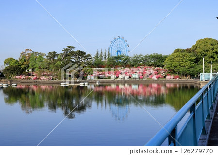 Azaleas in full bloom reflecting the drool 126279770