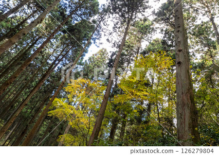 秋季的大岩神社:成排的神木 秋季的大岩神社:成排的神木 126279804