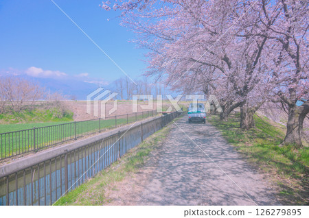 Yahara Weir and cherry blossom trees along the Mansui River [Azumino City] 126279895