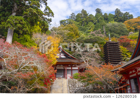 談山神社:被紅葉包圍的正殿、十三重塔、神殿 談山神社:被紅葉包圍的正殿、十三重塔、神殿 126280316