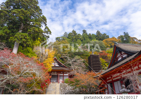 Tanzan Shrine: The main hall, thirteen-story pagoda, and shrine worship hall surrounded by autumn leaves 126280317