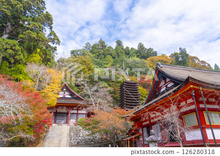 Tanzan Shrine: The main hall, thirteen-story pagoda, and shrine worship hall surrounded by autumn leaves Tanzan Shrine: The main hall, thirteen-story pagoda, and shrine worship hall surrounded by autumn leaves 126280318