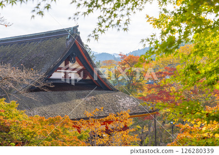 Tanzan Shrine: A shrine surrounded by autumn leaves Tanzan Shrine: A shrine surrounded by autumn leaves 126280339