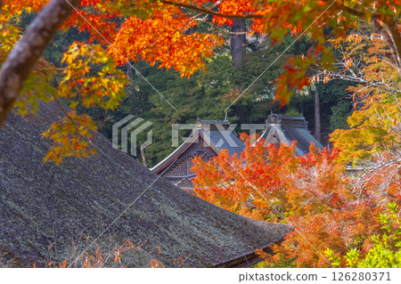 Tanzan Shrine: The grounds are enveloped in autumn leaves 126280371