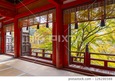 Tanzan Shrine: Beautiful autumn leaves seen from the worship hall Tanzan Shrine: Beautiful autumn leaves seen from the worship hall 126280388