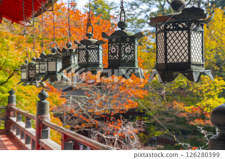 Tanzan Shrine: Hanging lanterns and beautiful autumn leaves 126280399