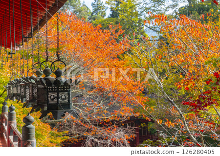 Tanzan Shrine: Hanging lanterns and beautiful autumn leaves 126280405