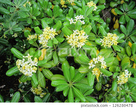 毛巾花 毛巾花 126280478