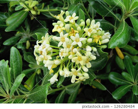 Towella flowers Towella flowers 126280484