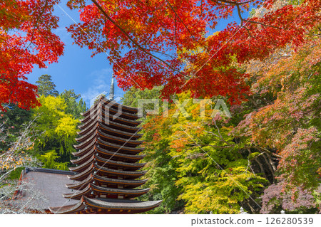 Tanzan Shrine: Thirteen-story pagoda surrounded by autumn leaves 126280539