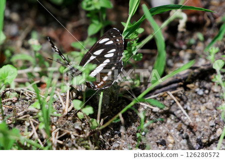 海王星藍寶石 ♂ 126280572