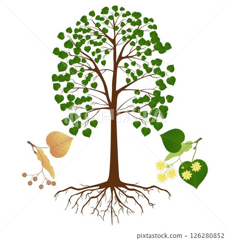 Linden tree with flowers and fruits on a white. 126280852