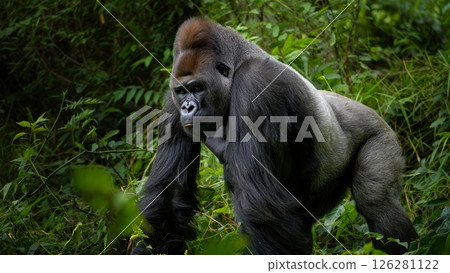 Silverback Walking with Slow Power Through Dense Undergrowth 126281122