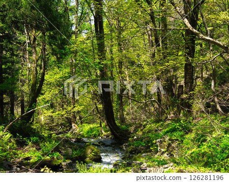 A forest of giant trees with fresh greenery at Mount Kanna, Gosen City, Niigata Prefecture 126281196