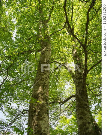 A forest of giant trees with fresh greenery at Mount Kanna, Gosen City, Niigata Prefecture A forest of giant trees with fresh greenery at Mount Kanna, Gosen City, Niigata Prefecture 126281200