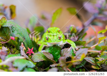 森林樹蛙的交配 森林樹蛙的交配 126281263