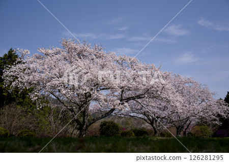 A park with cherry blossoms in full bloom A park with cherry blossoms in full bloom 126281295