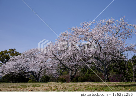 A park with cherry blossoms in full bloom 126281296