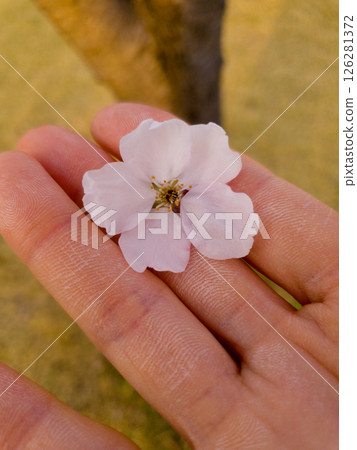 Flower of sakura on woman hand with blurred bokeh background Flower of sakura on woman hand with blurred bokeh background 126281372