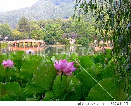 夏季夢幻蓮花 夏季夢幻蓮花 126281405