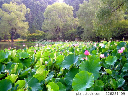 夏季夢幻蓮花 夏季夢幻蓮花 126281409