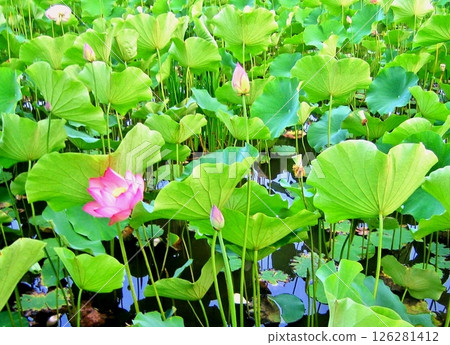 夏季夢幻蓮花 夏季夢幻蓮花 126281412