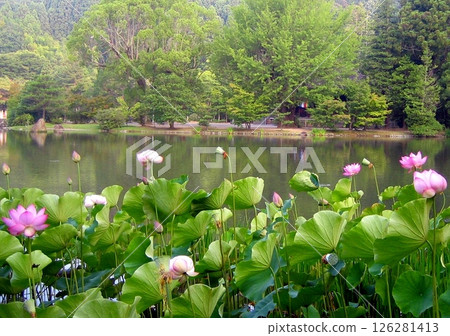 Fantastic lotus flower in summer Fantastic lotus flower in summer 126281413