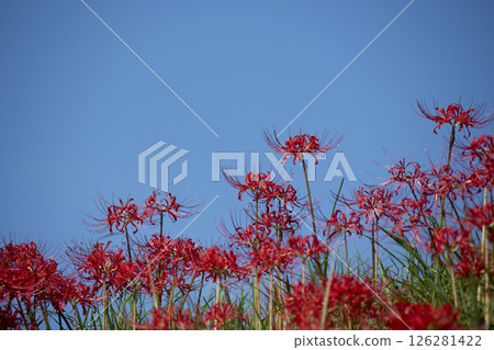 Aozora and Higanbana 126281422