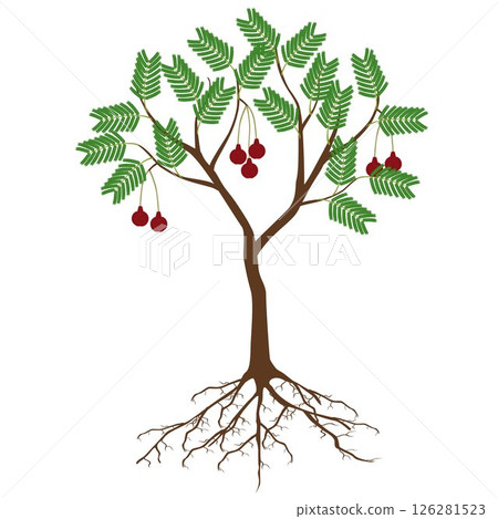 Parkia biglobosa mimosaceae tree with flowers on white background. Parkia biglobosa mimosaceae tree with flowers on white background. 126281523