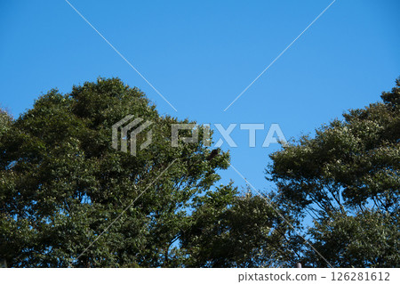 清新的綠色在藍天的襯托下熠熠生輝 126281612