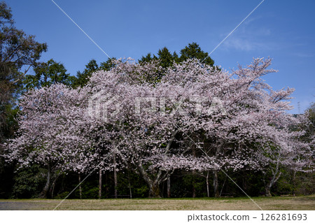 A park with cherry blossoms in full bloom A park with cherry blossoms in full bloom 126281693