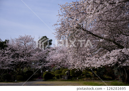 櫻花盛開的公園 櫻花盛開的公園 126281695