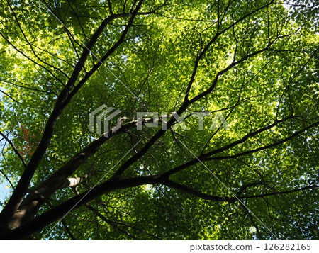 The blue maple tree I looked up at The blue maple tree I looked up at 126282165