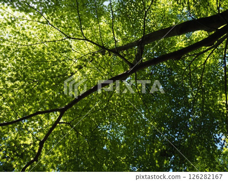 The blue maple tree I looked up at The blue maple tree I looked up at 126282167