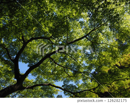 The blue maple tree I looked up at 126282175
