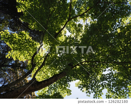 我抬頭仰望的那棵藍色的楓樹 我抬頭仰望的那棵藍色的楓樹 126282180